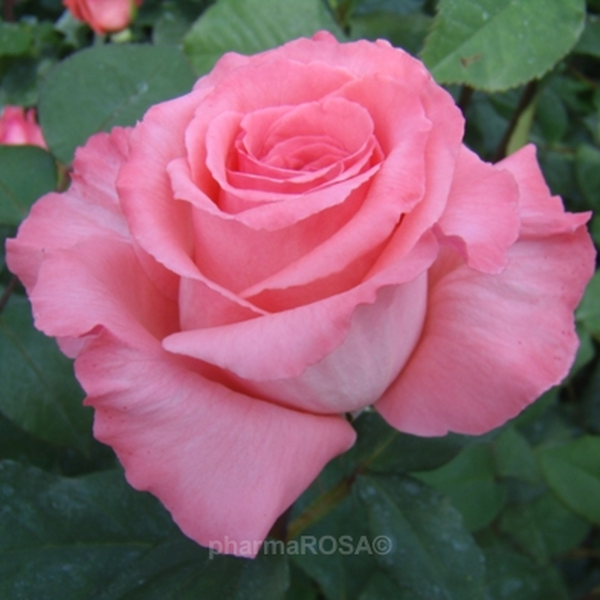 Pink - hybrid Tea - moderately intensive fragrance - Bel Ange® - Rose